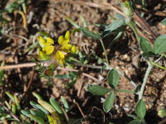 Lotononis umbellata