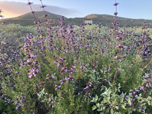 Salvia munzii, photograph 6