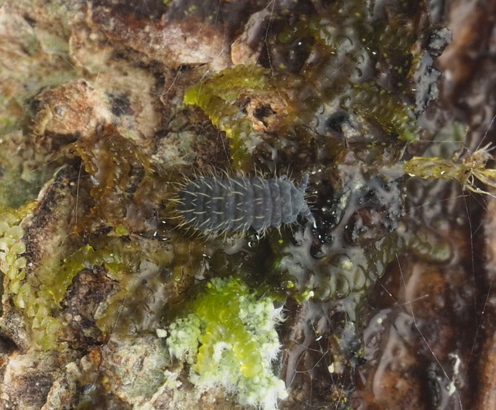 Morulodes serratus