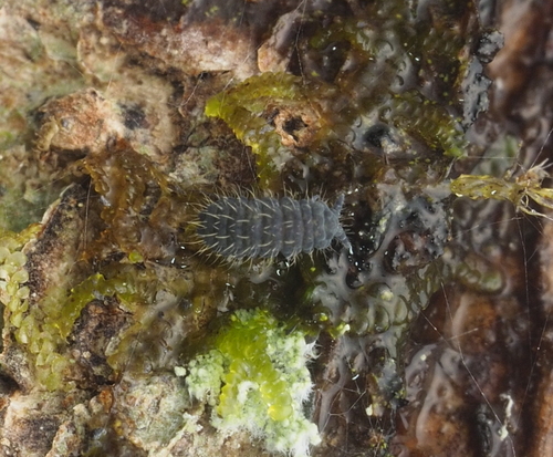 Morulodes serratus