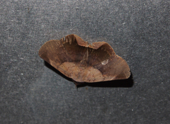 Psimada quadripennis