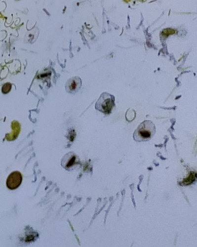 Obelia dichotoma observed 2025-09-29