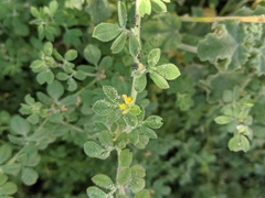Acmispon heermannii