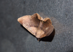 Psimada quadripennis