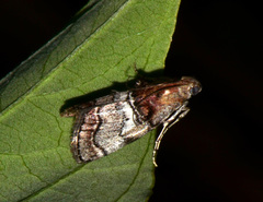 Pococera maritimalis