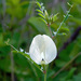 Vicia grandiflora - Photo (c) katunchik, μερικά δικαιώματα διατηρούνται (CC BY), uploaded by katunchik