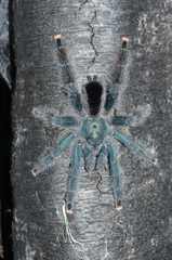 Avicularia avicularia