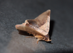 Psimada quadripennis