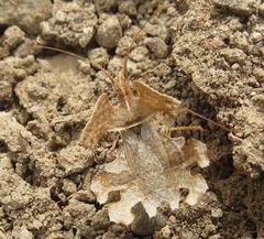 Pephricus