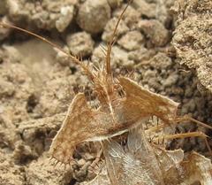 Pephricus