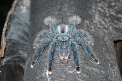 Avicularia avicularia