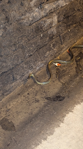 Common Tree Snake sighting