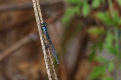 Tule Bluet photo 4