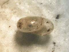 Glyphyalinia