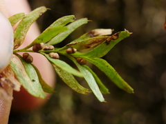 Tmesipteris sigmatifolia