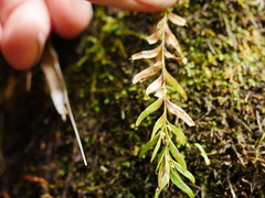 Tmesipteris sigmatifolia