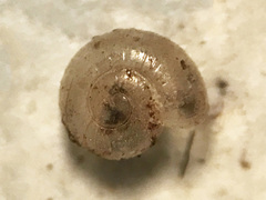 Glyphyalinia