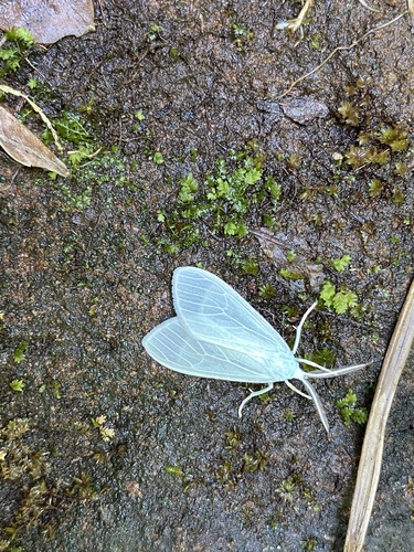 Eucereon vestalis