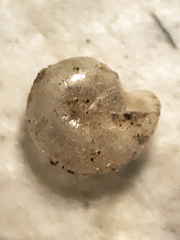 Glyphyalinia