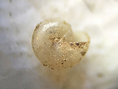 Glyphyalinia