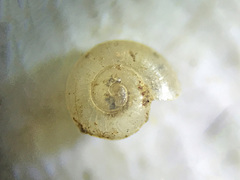 Glyphyalinia