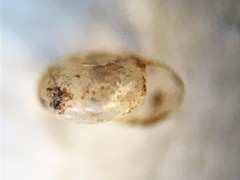 Glyphyalinia