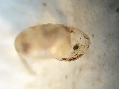 Glyphyalinia