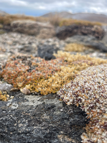 Cushion Paronychia (Paronychia pulvinata)