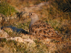 Thinocorus orbignyianus