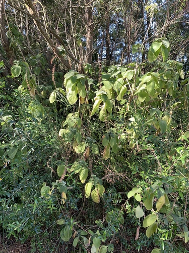 Coleus barbatus