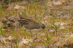 Porzana porzana