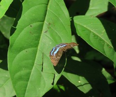 Quadrus contubernalis