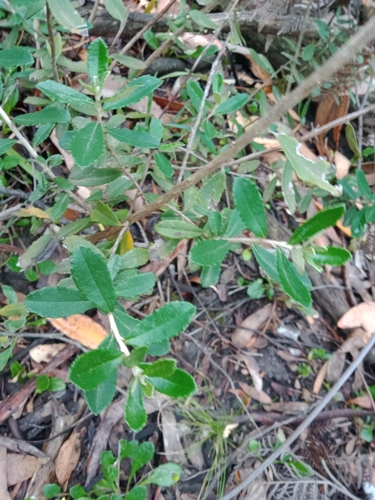 Image of Olearia erubescens by (c) Nina Kerr, some rights reserved (CC BY)