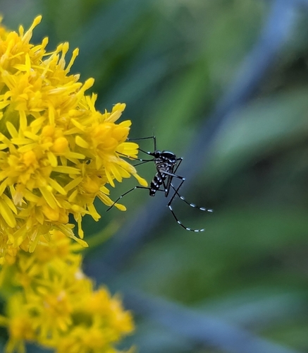Unknown species found near Old Town, Chicago, IL, USA