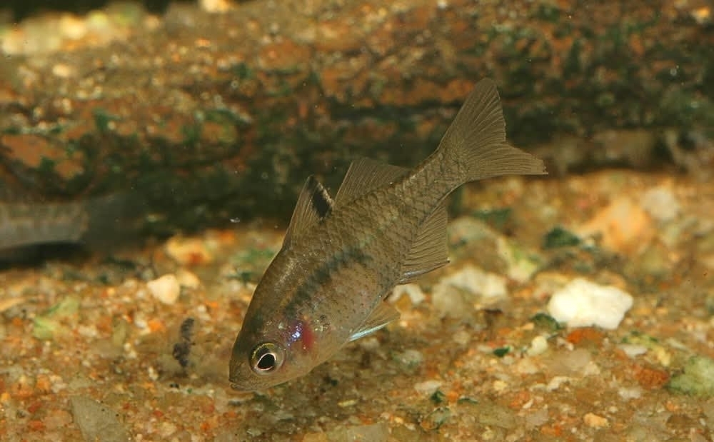 Penny Fish