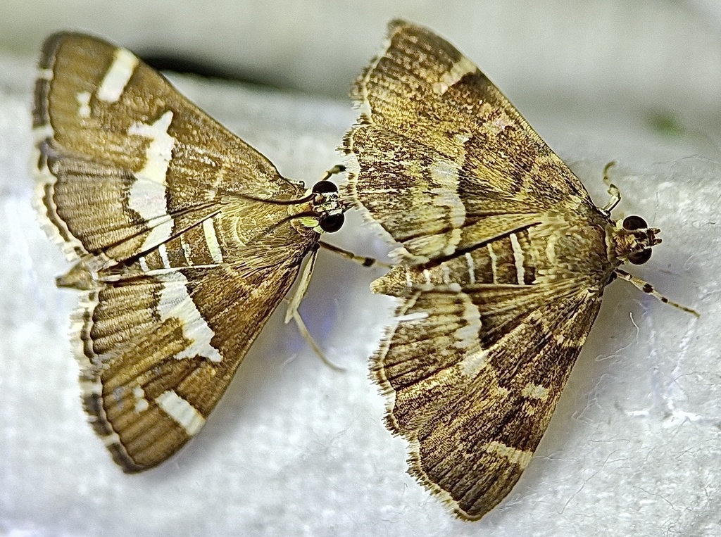 Hymeniini