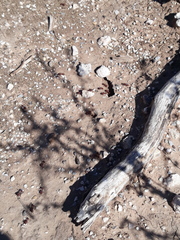 Pogonomyrmex barbatus