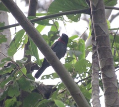 Pachyramphus minor