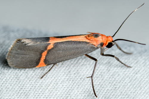Rosy Lichen Moth photo 3