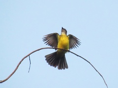 Dusky-Chested Flycatcher photo 3