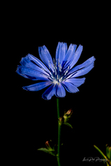 Cichorium intybus