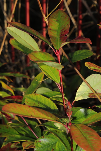 Photinia fraseri