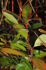 Photinia × fraseri