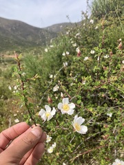 Rosa minutifolia, photograph author not stated, no rights reserved