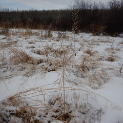 Descurainia sophioides