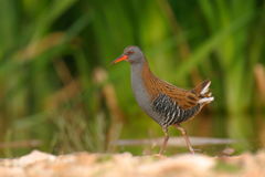 Water Rail photo 1