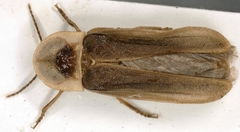 Lampyris pseudozenkeri