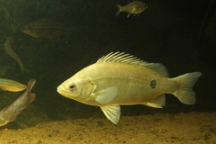 Angalarri Grunter photo 1
