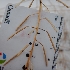 Descurainia sophioides