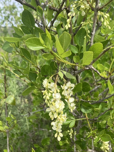 chaparral ash (Fraxinus parryi)